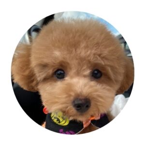 愛犬ぷ－