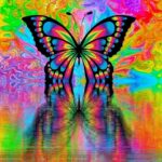 現在の画像: butterfly