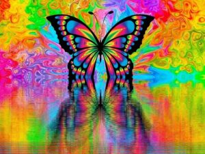 butterfly