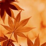現在の画像: 秋の紅葉