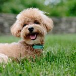 現在の画像に代替テキストがありません。ファイル名: puppy-3979350_640-1.jpg