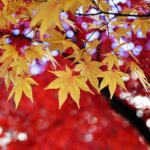秋の紅葉