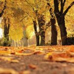 現在の画像: 秋の紅葉