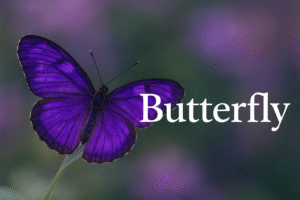 紫のbutterfly